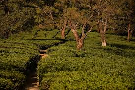 Tea garden kunaal pathri