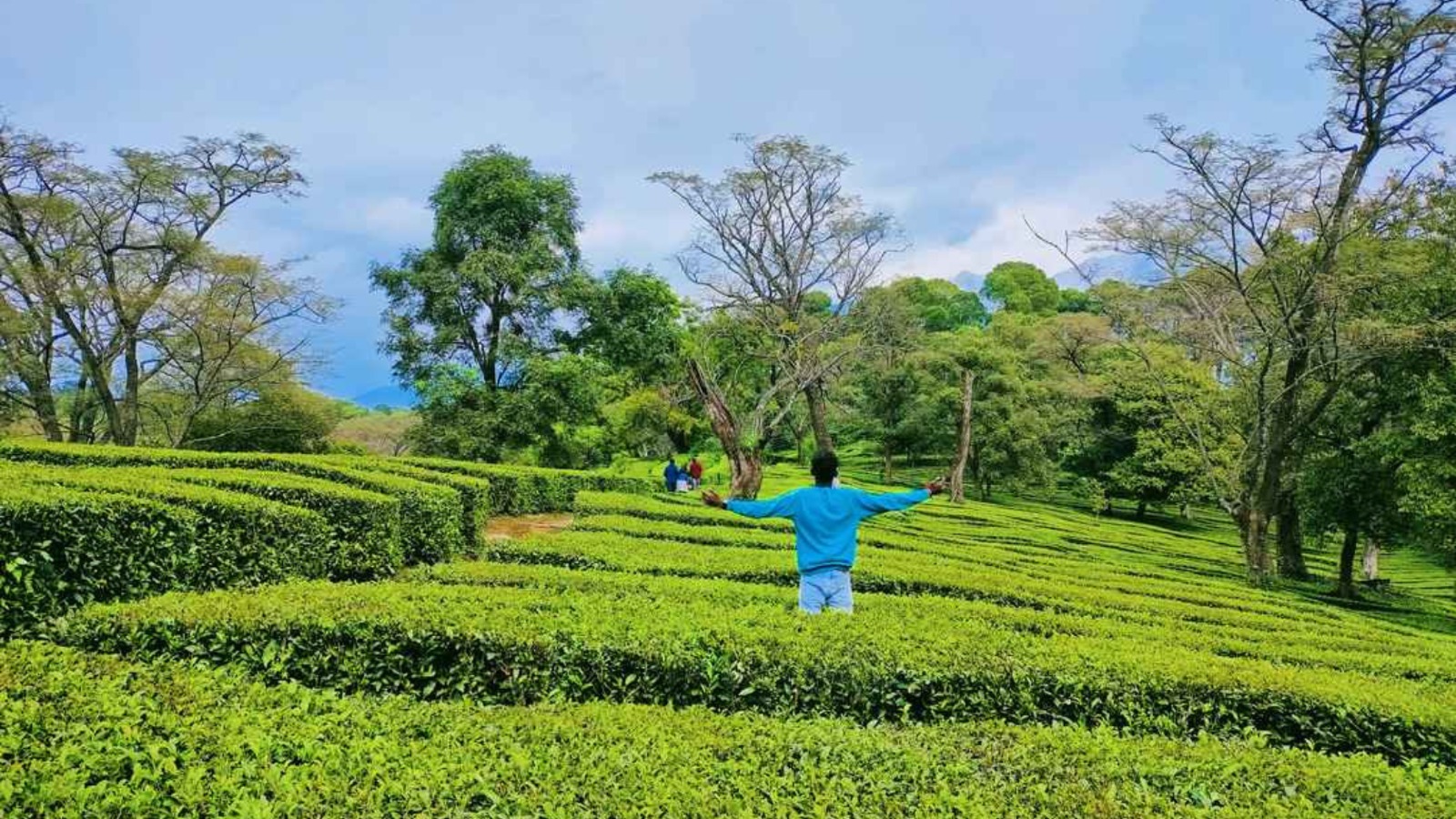 Tea garden kunaal pathri